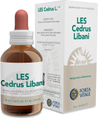 Cedrus Libani Libanon Cedar 50 ml