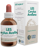 Corylus Avellana Hazel 50 ml